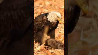 Bald Eagle 🦅 eating #baldeagle #eagles #raptorlovers #birdsofprey #eagle 10-11-24