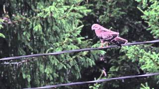 Young Common Buzzard - Jeune buse variable - Mäusebussard - Nuori hiirihaukka