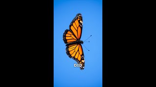 The Amazing Journey of Monarch Butterflies