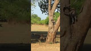 Leopard vs wilddogs in survival battle #shorts #wilddigsvsleopard