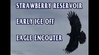 Eagle Encounter and Early Ice off At Strawberry Reservoir (once in a lifetime experience)