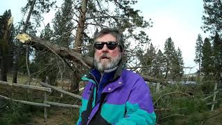 70 MPH WIND STORM DAMAGE AT MYRA'S!  BIG TREES DOWN!  WESTERN MONTANA!