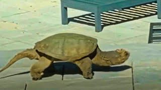 Snapping Turtle Appears in Family's Yard – The Next Day, They Discover She Left Her Babies Behind