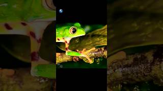 Cute Frog | Frog Sound Wild Animals #shorts #wildlife #frog