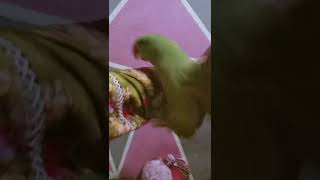 #mittoo #birds #parrot #pets #parrotr #animals #talkingmitthu #peacock #parrrot #parrots