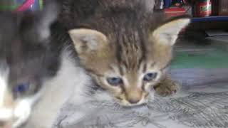 Minik kedicikler | Gatinhos | Little kitties.