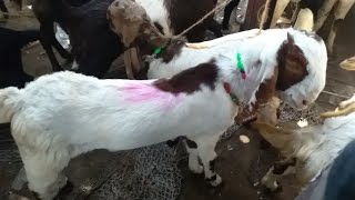 Kalyan Bakra Mandi 23/01/2021