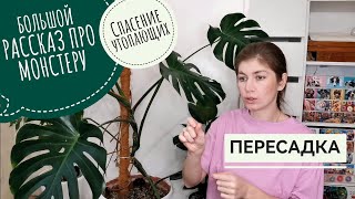 БОЛЬШОЙ рассказ про МОНСТЕРУ✳️Залив растения в большом горшке🌿ПЕРЕСАДКА #комнатныерастения