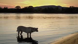 ADORABLE DOG IN 4K SUNSET STOCK ULTRA HD NATURE OCEAN WAVES UNBELIEVABLY CUTE HAPPY WHOLESOME DOGGOS