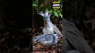 Meet the Kagu: The Ghostly Bird of New Caledonia! #animalwonders