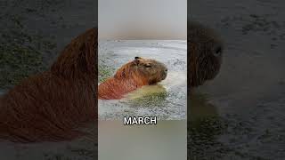 Your month Your capybara.pt1