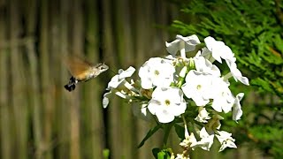 Magyar Kolibri - Kacsafarkú szender (Macroglossum stellatarum)