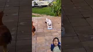 Cat Vs hen ~ #funny #cutepet #cute #goldendog #ytshorts #cutewildlife #cuteanimals #pets #animal