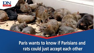 Paris.. Rats are winning the battle against cities