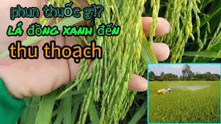 Những loại thuốc nào? Vào gao nhanh xanh lá đồng tới cắt #35 l Thanhdotv