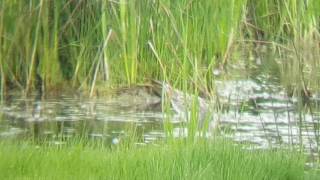 Stilt sandpiper at Pennington marsh 22/05/2016