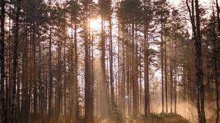 Relaxing Music, Enchanting Forest, Nature Sounds, Piano Music, Stress Relief