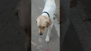 Golden Retriever without hairs 🐒 #trending #shorts