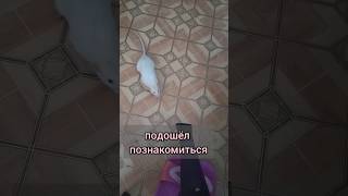 РЕАКЦИЯ КРЫСЫ РУФУСА НА РАБОТАЮЩИЙ ФЕН #крыса #крыска #руфус #rat #домашняякрыса #крыс #мышь