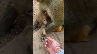 Trying to get the baby to play #monkey #shorts #animals