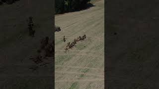 Mortar team at CTL 2024 with 2nd Armored in Europe #tauroww2 #history #usarmy #reenactment #ctl