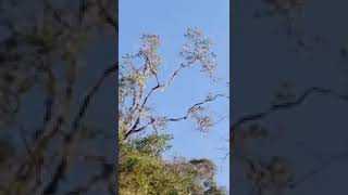 cantó de los pájaros Guacos vereda del salitre punto Guacha