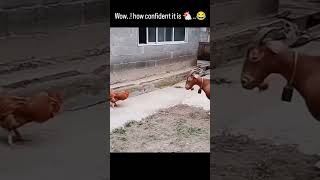 Quarrel Yards: Goat vs. Cock! #amazing