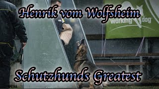 Schutzhunds Greatest Dogs *Henrik vom Wolfsheim*