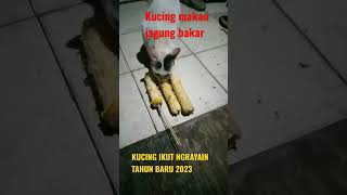 Kucing Makan Jagung Bakar #shorts #kucing #jagung