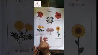 Let's Learn Flower Names | Fun and Educational for Kids!