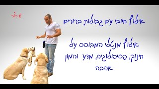 אילוף מנטלי -השיטה שמשלבת חינוך, פסיכולוגיה והמון אהבה