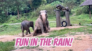 A Mother Elephant and Her Baby Are Having Fun Playing In The Mud In The Rain.