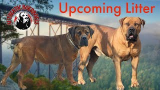 Upcoming Litter of Boerboel puppies (Mapogo x Afrika) Louka (Delma) Buks