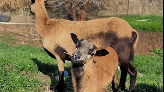 Befriending American Blackbelly Sheep.