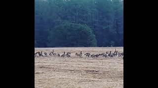 Gaggle of Canadian Geese