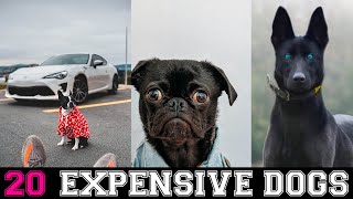 20 Most Expensive Dog breeds in the World 2022