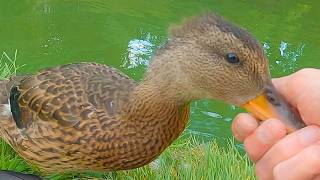 Mrs. Gadwall Duck and Ducklings Have Made Peace with the Pigeons [4K]