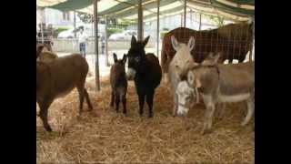 Charente : la foire à Aigre - 1er mai 2010  .wmv