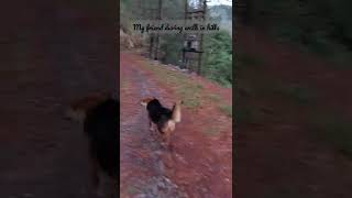 #shorts When you are climbing up a hill and an unknown friend joins you! #uttrakhand #hills