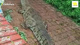 વડોદરાનો વાયરલ મગર આ રીતે પકડાયો  | Viral Crocodile of Vadodara captured