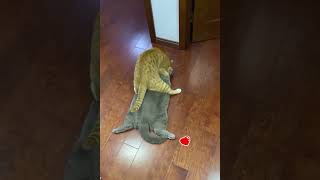 Cats Are Super Crazy Cute & Funny Latest Funny Moments of Happy Cats 😺😂😂 -EPS1166 #funnycats