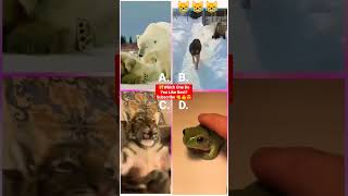 Funny Animal Videos 2022 - Funniest Cute Cats And Dogs Video #cat #shorts #animals #trending #tiktok