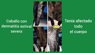 DERMATITIS estival EQUINA, RECUPERACIÓN🐴 www.dermissana.com