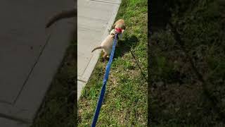 Golden retriever puppy Laughing!?!