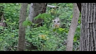 THIS IS THE SCARY FOOTAGE OF A WHITE BIGFOOT CAPTURED ON CAMERA!!