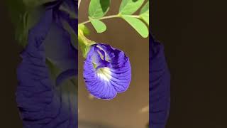 Beneath the Butterfly Pea Flowers: A Stunning Wonderland