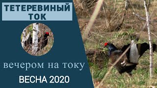 Тетеревиный ток вечером / Находим тетеревиный ток / Признаки тока / Весна 2020