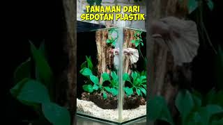 Aquarium iwak cupang mantab Bosku !! #aquariumcupang #aquariumikancupang #ikancupang #cupang