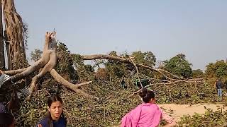 The day the bunyan tree fell on the Miao beef stalls