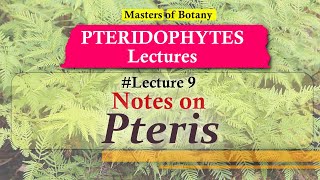 Lecture 9 | Pteris Life Cycle | Pteridophyta Lecture Notes